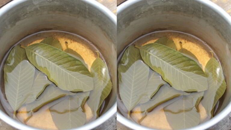 cara merawat rambut kering dan mengembang dengan bilas air daun jambu batu